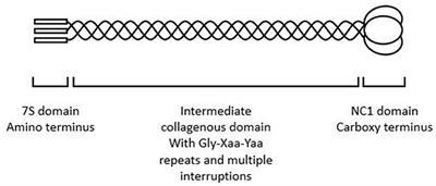 Genotype-Phenotype Correlations for Pathogenic COL4A3–COL4A5 Variants in X-Linked, Autosomal Recessive, and Autosomal Dominant Alport Syndrome